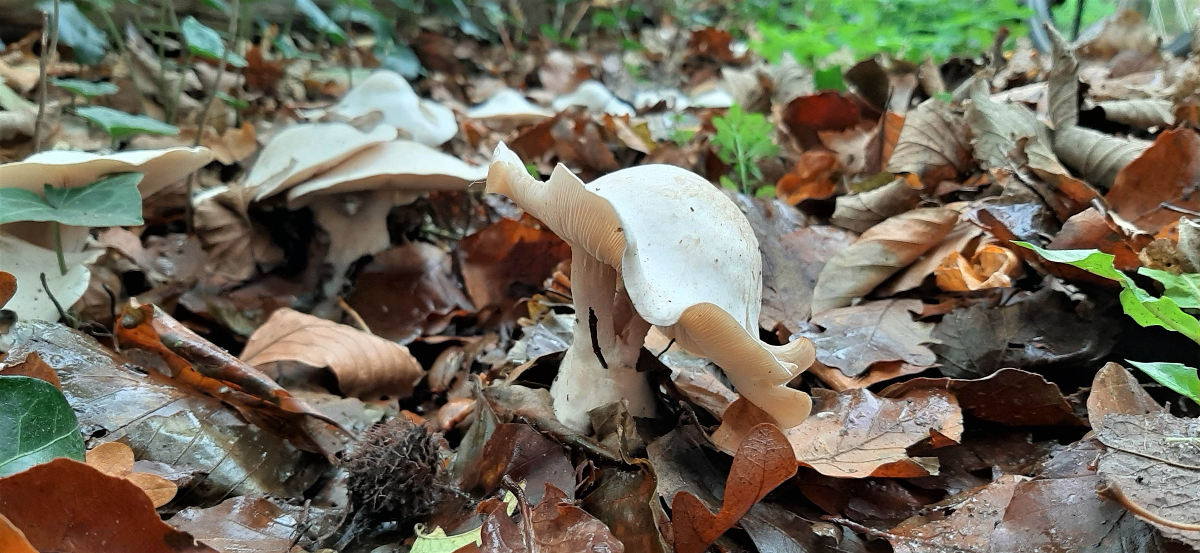 Kleverige knolamaniet of Witte bundel ridderzwam?
